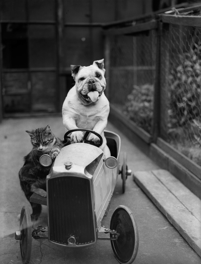 Illustration for article titled Vintage Photos Reveal Century-Long Obession with Dressing Up Pets